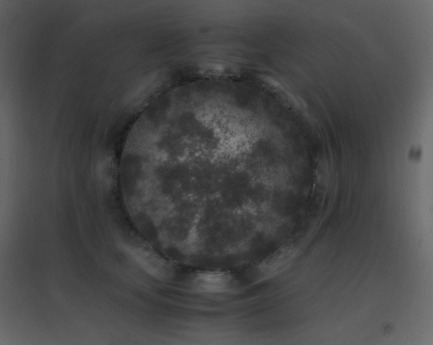 X0000096650659200802051156