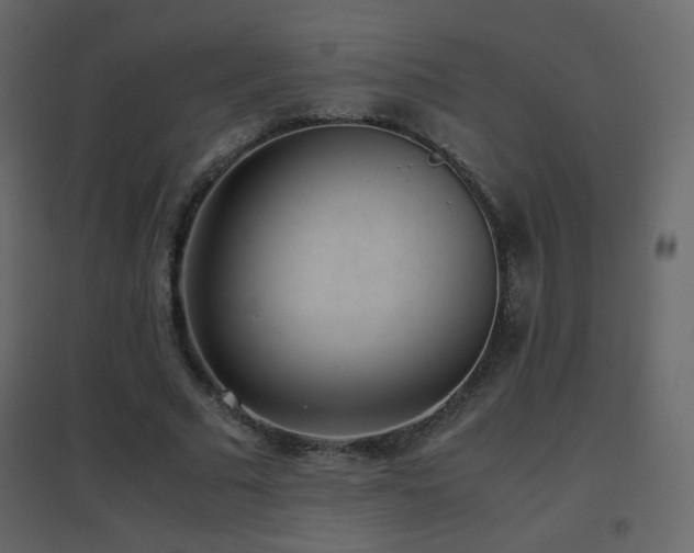 X0000096650681200802051155