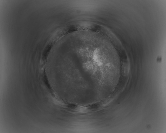 X0000096650701200802051155