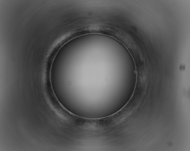 X0000096650728200802051154