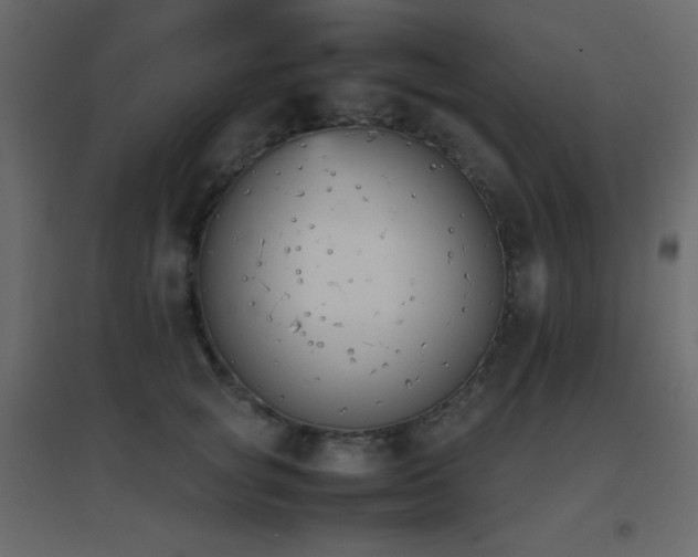 X0000096650757200802051154