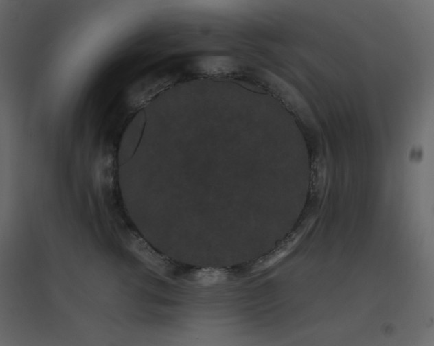 X0000096650762200802051154