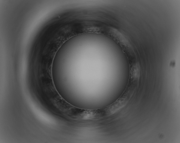 X0000096650764200802051154