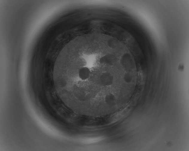 X0000096650765200802051154