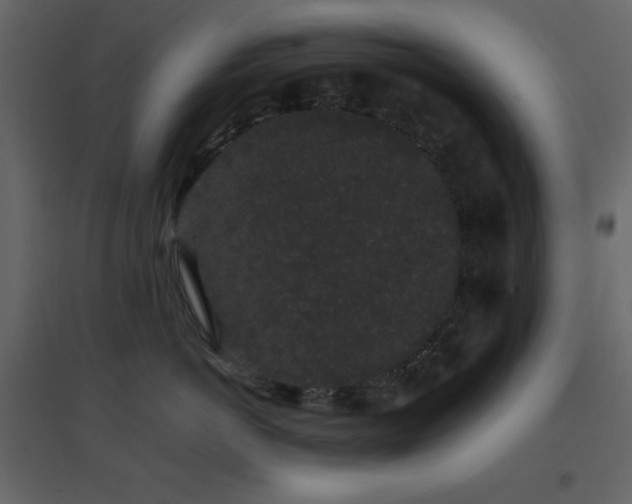 X0000096650766200802051155