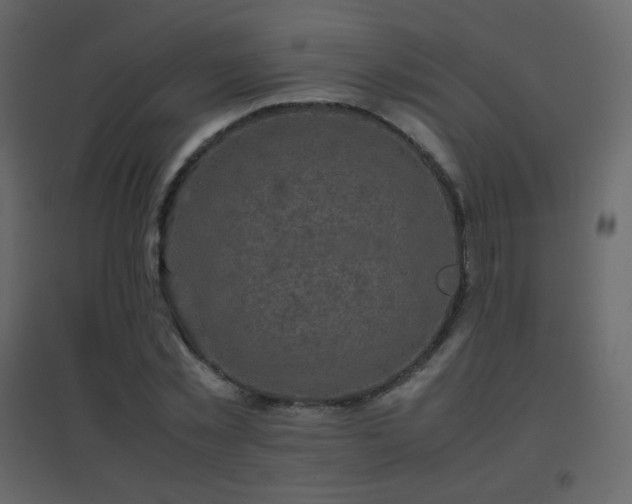 X0000096650781200802051154
