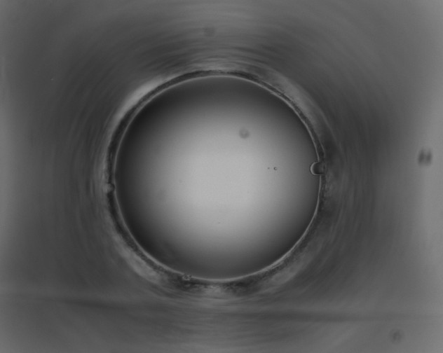 X0000096650787200802051153