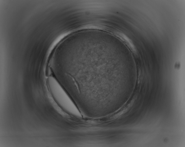 X0000096650796200802051153