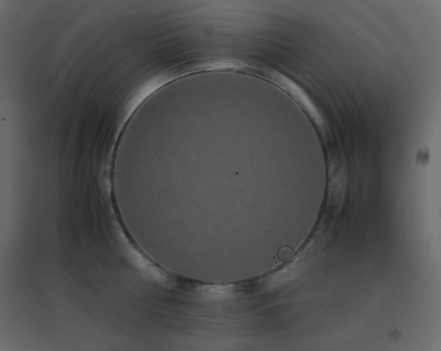 X0000096650810200802051153