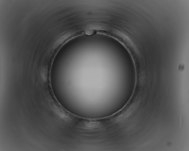 X0000096650833200802051153