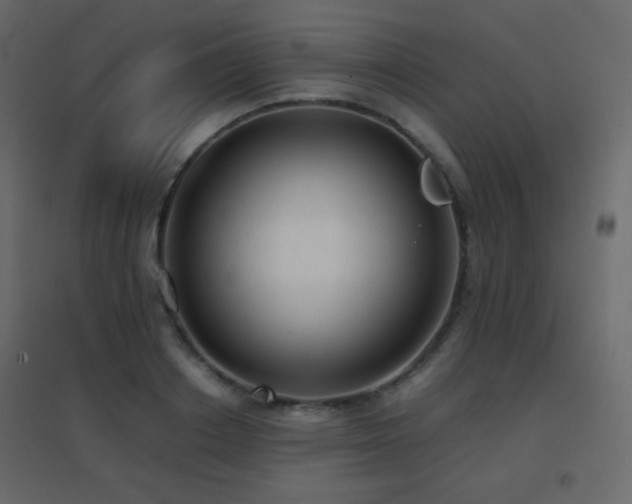 X0000096650842200802051153