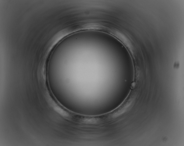 X0000096650843200802051153