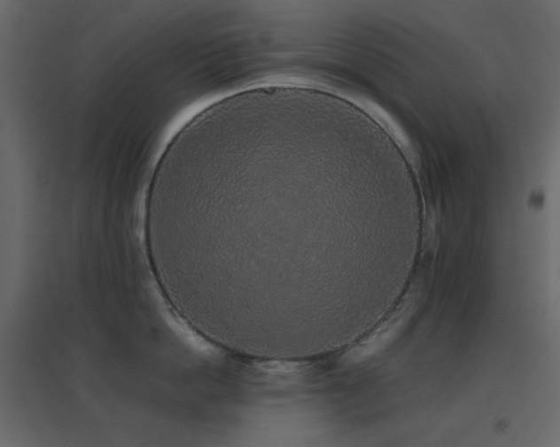 X0000096650862200802051153