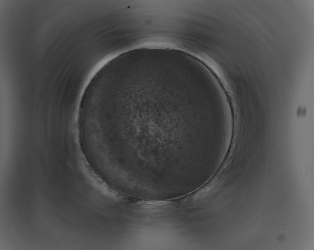 X0000096650864200802051153