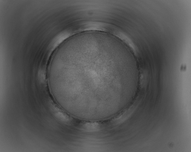 X0000096650882200802051152