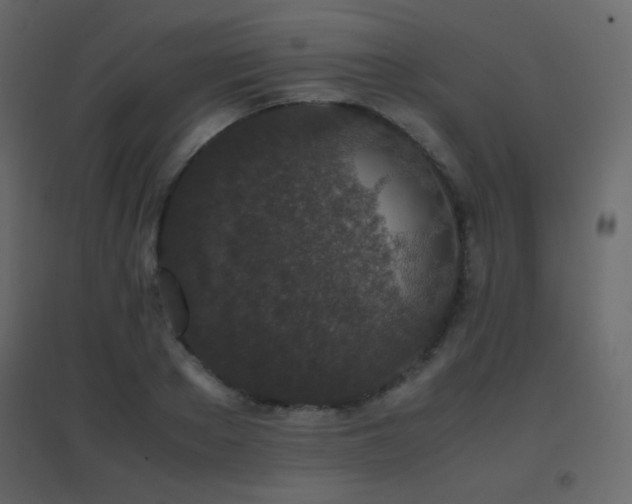 X0000096650889200802051152