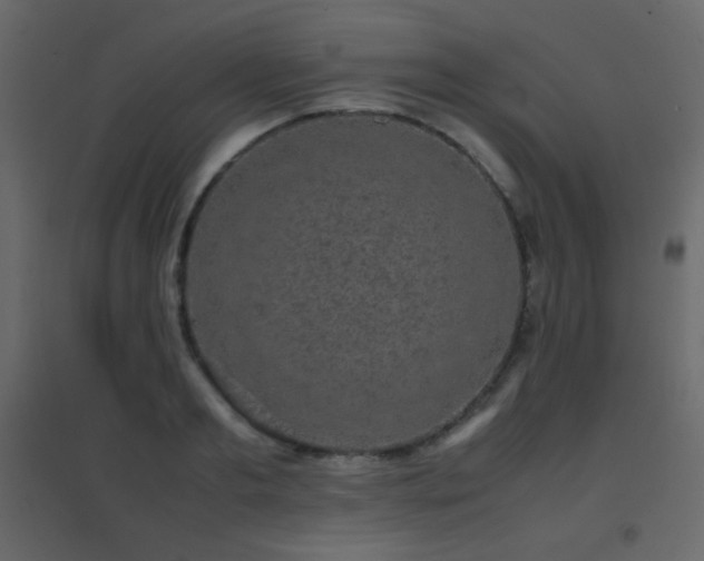 X0000096650893200802051152
