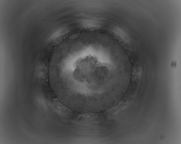 X0000096650917200802051151