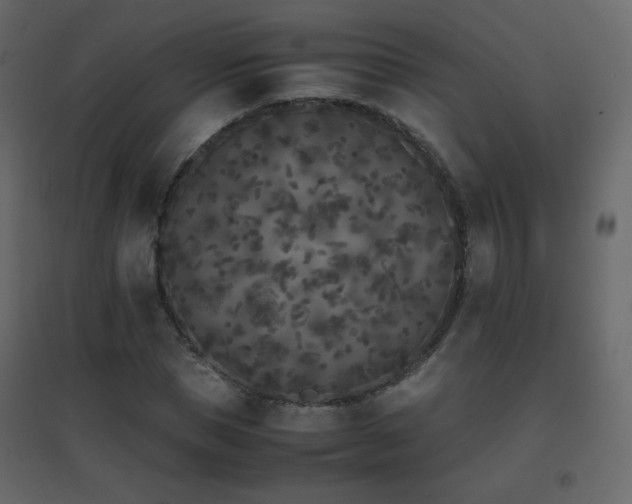 X0000096650921200802051151