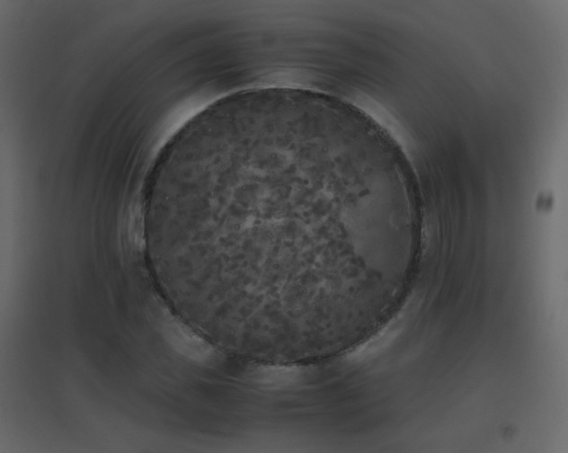 X0000096650925200802051151