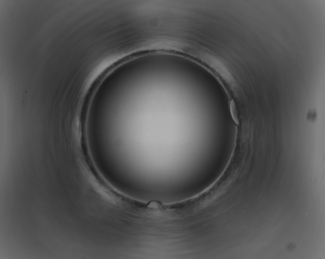 X0000096650936200802051151