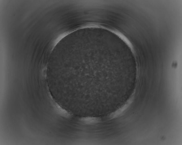 X0000096650953200802051151