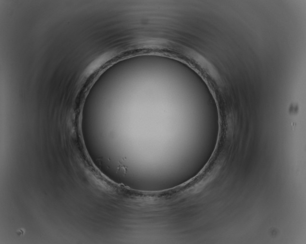 X0000096650970200802051151