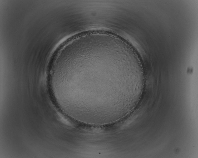 X0000096650975200802051151
