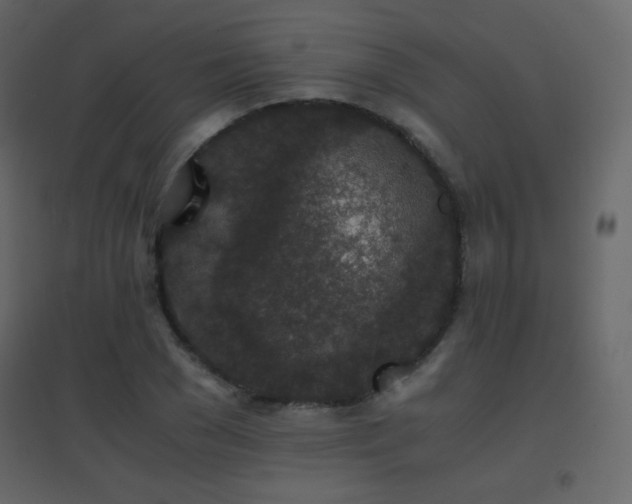 X0000096650977200802051151