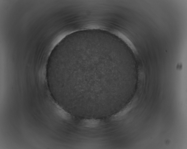 X0000096651023200802051150