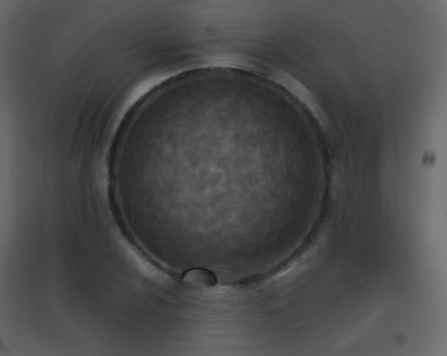 X0000096651024200802051150