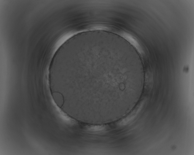 X0000096651047200802051150