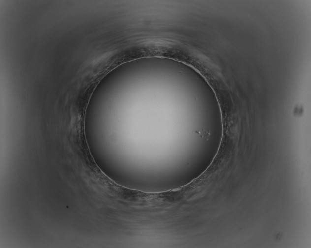 X0000096651061200802051149