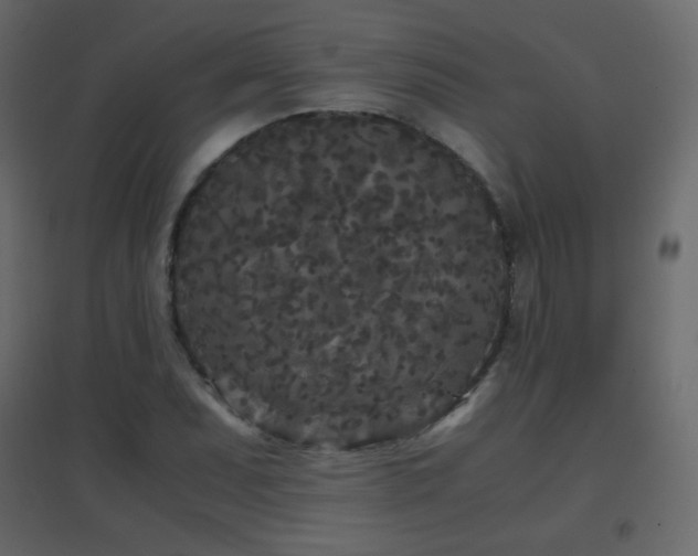 X0000096651071200802051149