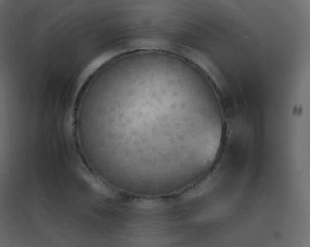 X0000096651074200802051149