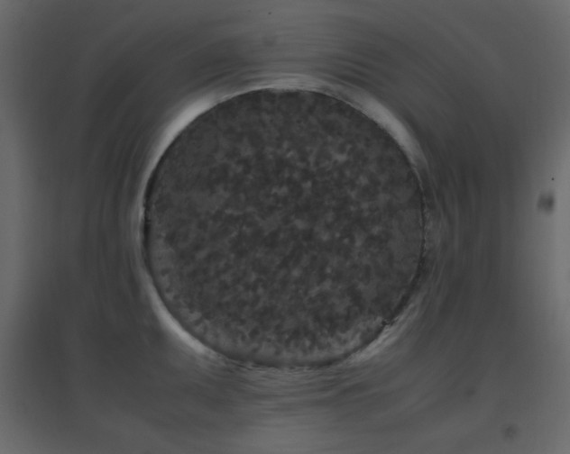 X0000096651095200802051149