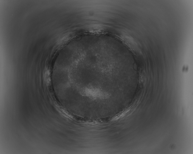X0000096651106200802051148