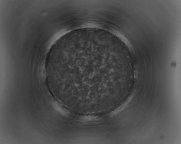 X0000096651117200802051148