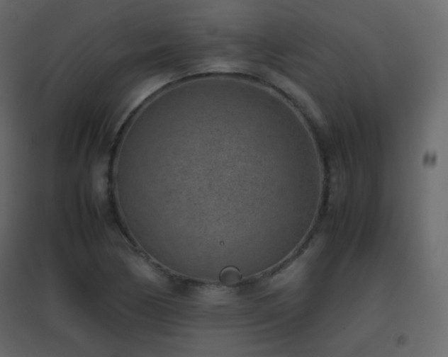 X0000096651170200802051148