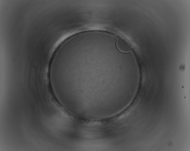 X0000096651174200802051148