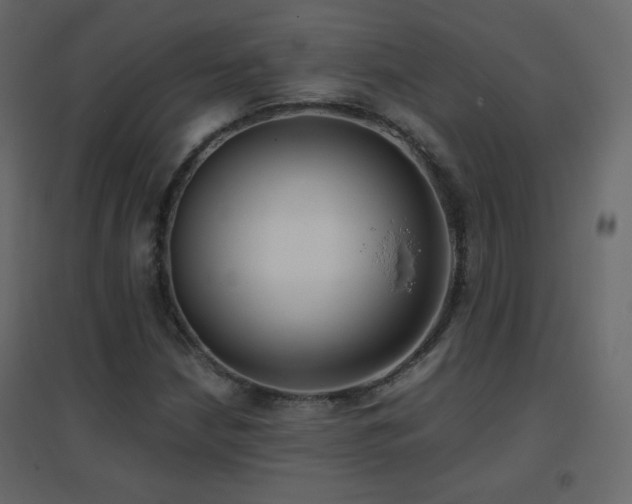 X0000096651210200802051146