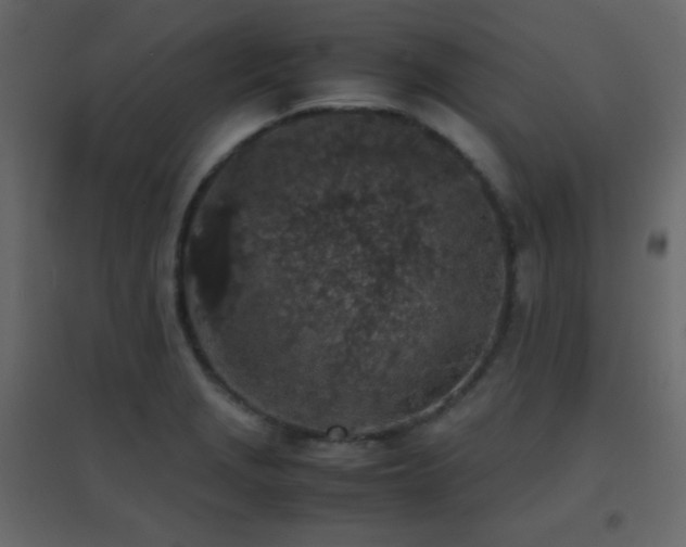 X0000096651229200802051147