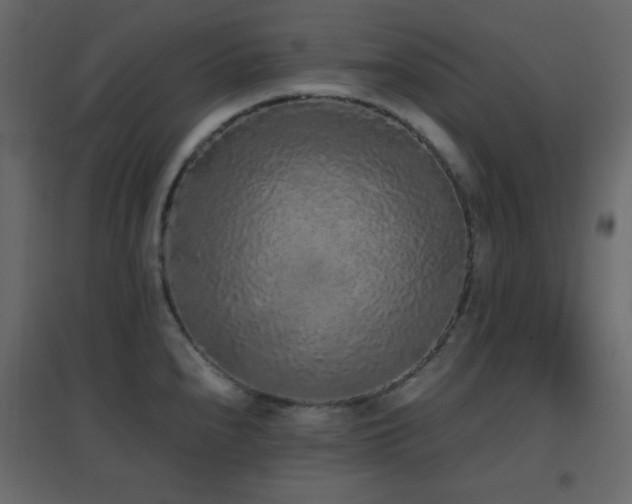 X0000096651240200802051147