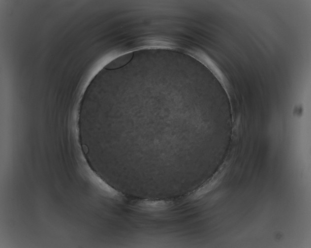 X0000096651243200802051147