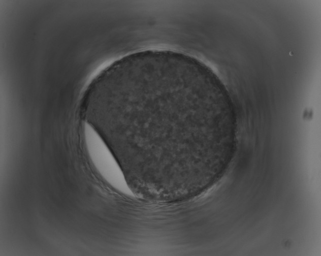 X0000096651263200802051146