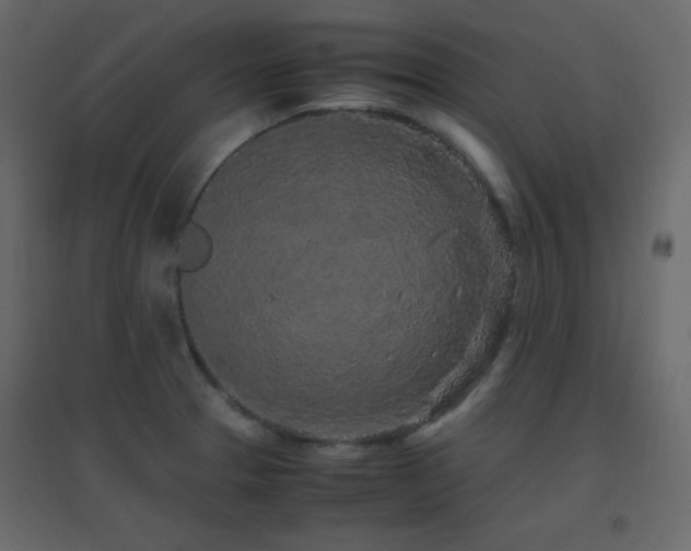 X0000096651329200802051145