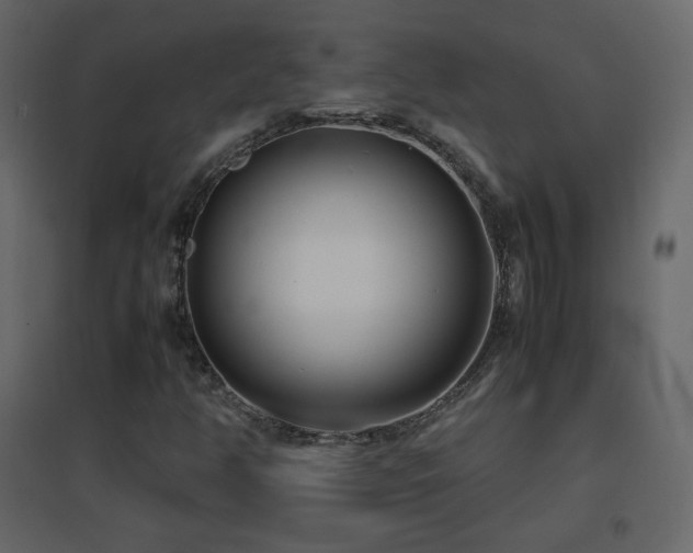X0000096651350200802051145
