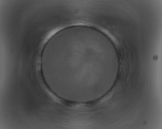 X0000096651367200802051145