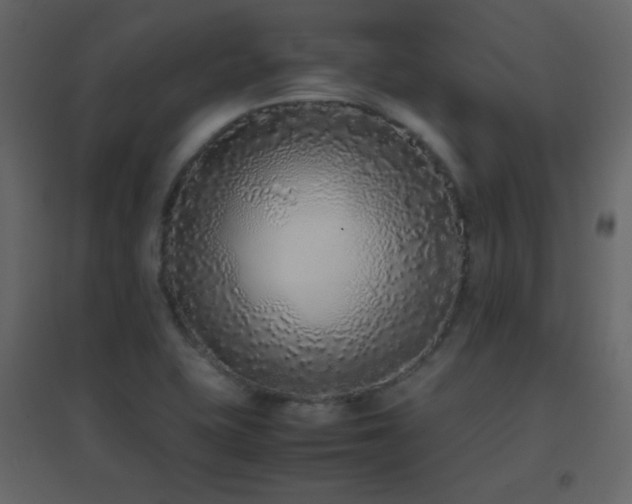 X0000096651415200802051144