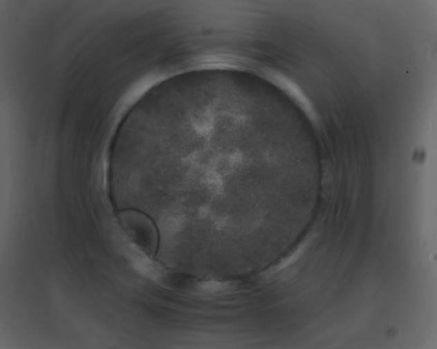 X0000096651419200802051144